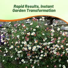 Image result for Erigeron karvinskianus