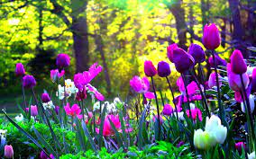 Youwall Wild Tulips Wallpaper Wallpaper Wallpapers Free 1920 1200 Tulips Images Wallpapers 45 Wallpapers Ado Garden Vines Tulips Garden Unique Garden Art