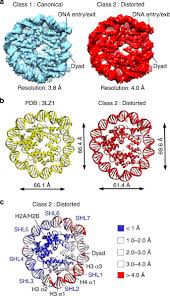 We have created a camel context. Structural Rearrangements Of The Histone Octamer Translocate Dna Nature Communications