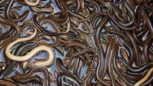 687x1031 slippery fish free fish slippery fish printable slippery fish. Slippery Fish Stock Video Footage 4k And Hd Video Clips Shutterstock