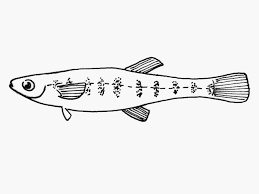 Poeciilidae) in southern pampas, argentina: New Upload Your Photos And Videos For This Fish Back To Thumbnails Fishbase Record 3 Of 4 Prev Page Next Page Show All Records Cnesterodon Decemmaculatus Picture Cndec U0 Gif Ref No 12187 Contact Info Fishbase Cnesterodon