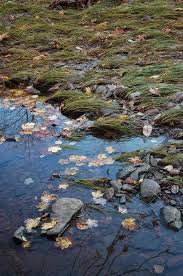 Sharon Mendelson Photography