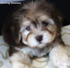 We strive for excellent health and temperament. Havahug Havanese Puppies Havahug Havanese Puppies Of Michigan