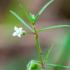 Image result for Oldenlandia corymbosa