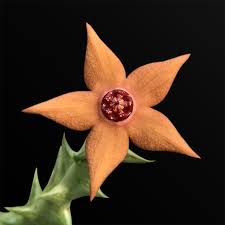 Image result for Salacia rhodesiaca