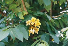 Image result for Markhamia tomentosa