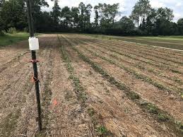 We did not find results for: A No Till Test In The Strawberry Plot Vermont Organic Farm Cedar Circle Farm Education Center