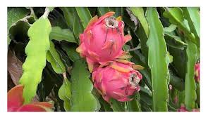 We did not find results for: 5x Hylocereus Undatus Weisse Drachenfrucht Kaufland De
