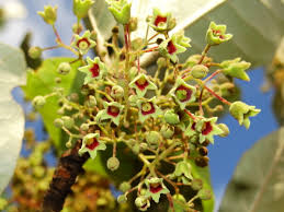 Image result for Heritiera