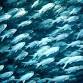 Ocean Film Festival World Tour - Forster event image
