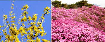 Bunga di korea = cherry blossom. Bunga Forsythia Dan Azalea Bunga Musim Semi Korea Www Ariapranata Wordpress Com