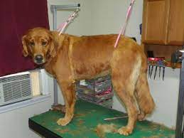 100 2576 Golden Retriever Grooming Golden Retriever Grooming Styles Golden Retriever Short Hair