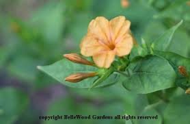 Image result for Mirabilis