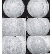 Image result for Garcinia pachyclada