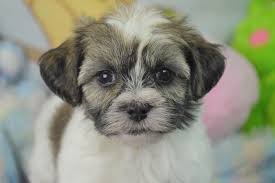 Below is a sample search of our havanese breeders with puppies for sale. Teacup Havanese Puppies For Sale Florida The Y Guide
