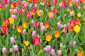 Rsultat de recherche d'images pour 