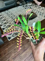 Image result for Bulbophyllum falcatum
