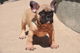 French bulldogs are playful and affectionate. French Bulldog Puppies For Sale Peoria Az 300116
