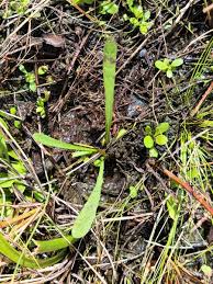 Image result for Elytraria