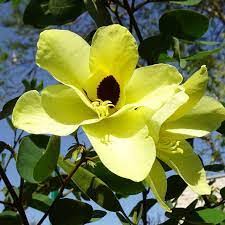 Image result for Bauhinia tomentosa