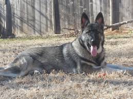 My german shepherds face when she was a puppy was partially black as she got older her face just turned tan what is that. German Shepherd Dogs Sable Color Vtwctr