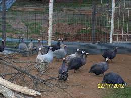 No minimum required,read the description listing. Lots Guinea Photos From Today Just To Show Some Different Colors Backyard Chickens Learn How To Raise Chickens