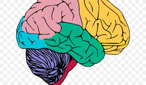 Brain picture of nervous system. Human Brain Central Nervous System Clip Art Png 640x480px Watercolor Cartoon Flower Frame Heart Download Free