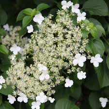 Keep the depth of the hole consistent with the size of the root ball so your plant sits level with or just higher than the surrounding soil. Buy Climbing Hydrangea Hydrangea Anomala Subsp Petiolaris 27 99 Delivery By Crocus