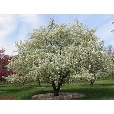 These diseases will limit your trees ability to actually carry fruit to maturity to be the low maintenance grafted apple trees we grow and sell for wildlife are genetic clones of the original tree. Food Plot Fruit Trees