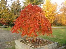 If others that you see in your neighborhood are leafing out and yours still isn't, perhaps something other than the cold has affected it. Flowering Trees Johnston S Evergreen Nursery Weeping Cherry Tree Weeping Trees Flowering Trees