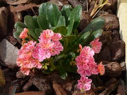 Le 10 migliori piante resistenti al freddo e al sole. Le 5 Piante Piu Resistenti Al Freddo Lombarda Flor