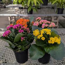 Image result for Kalanchoe calandiva