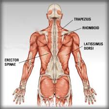 Human muscle system, the muscles of the human body that work the skeletal system, that are under voluntary control, and that are concerned with movement, posture, and balance. 4 Exercises To Chisel Your Back Muscles Htv