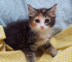 Meet Corina 22683 A Petfinder Adoptable Domestic Medium Hair Cat Prattville Al Corina Is An 8 9 Week Old Medium Hair Cat Adoption Calico Kitten Adoption