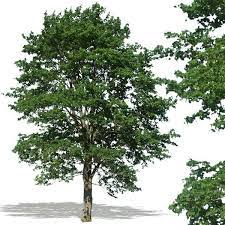 Texture Psd Tree Trees Architectural Tree Photoshop Photoshop Trees To Plant