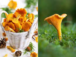 ⭐ ab und an darf es deftig sein! Pfifferlinge Pilzgluck Im Spatsommer Und Herbst Gartenzauber