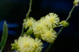 Image result for Acacia decurrens