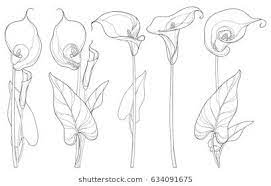 Vector Set With Calla Lily Flower Or Zantedeschia Bud And Leaves In Black Isolated On White Background Lilies Drawing Lily Flower Tattoos Flower Line Drawings