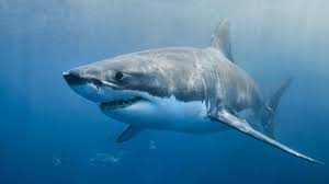 They are mostly discussed as being found in cartilaginous fish (sharks, rays, and chimaeras); Cool Animal Facts 2 Great White Sharks And Their Ampullae Of Lorenzini Album On Imgur