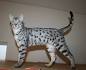F1hybrids Savannah Cats