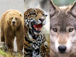 رؤية الحيوانات المفترسة في المنام والتفسيرات الدالة عليها زيادة