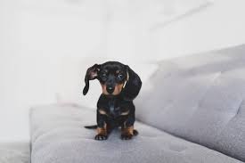 Browse thru thousands of dachshund dogs for adoption near san diego, california, usa area , listed by dog rescue organizations and individuals, to find your match. 15 Things You Didn T Know About Dachshunds