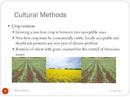 Main crop method of planting pest controlled. Ppt Principles And Practices Of Nematode Control Powerpoint Presentation Id 4985624