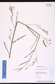 Image result for Aeschynomene leptophylla