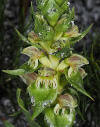 Image result for Satyrium sceptrum