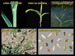 Image result for Panicum