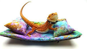 Bearded Dragon Accessories With Images Bearded Dragon Setup Baby Bearded Dragon Bearded Dragon Diy