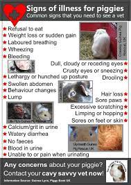 Pin On Guinea Pigs