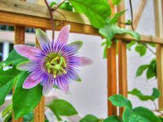 Since 2000 it has been the. 44 Florida Plants Gardens Ideas Plants Florida Plants Planting Flowers
