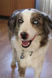 Her five puppies have all gone to their forever homes and now it…. Future Litters C2c Border Collies